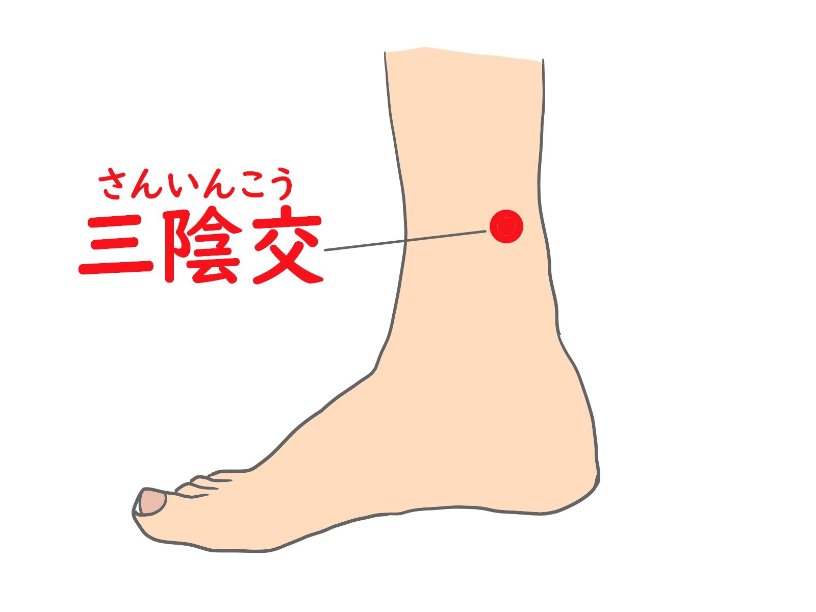 三陰交.jp