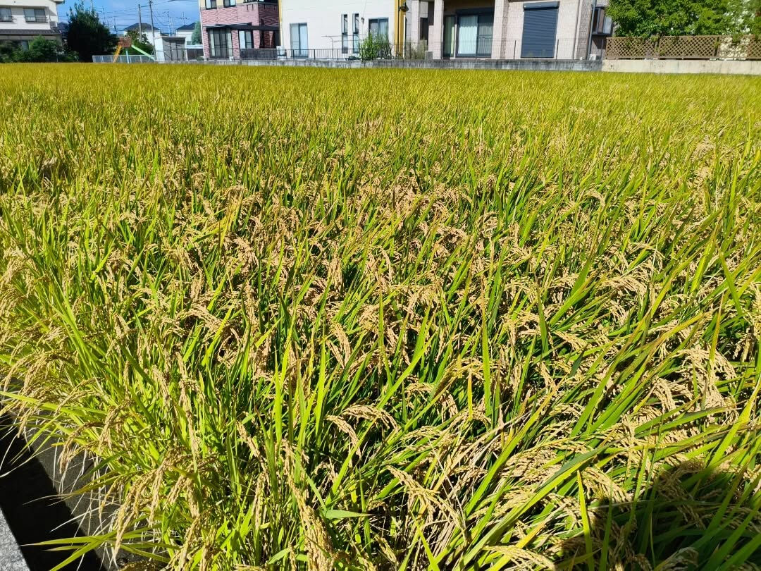 二十四節気　10月8日〜10月23日頃