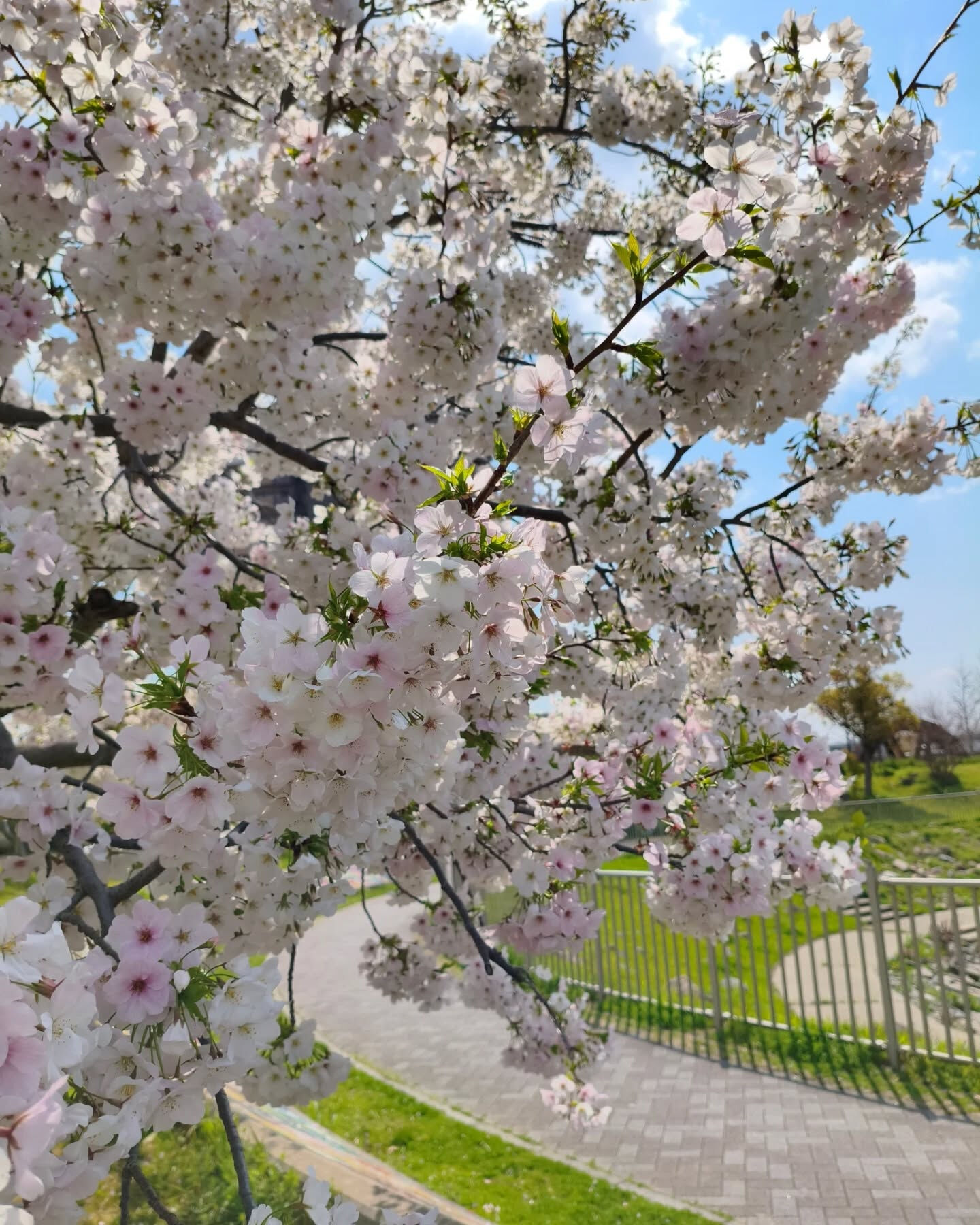 ​4月、新しいスタートの季節ですね🌸